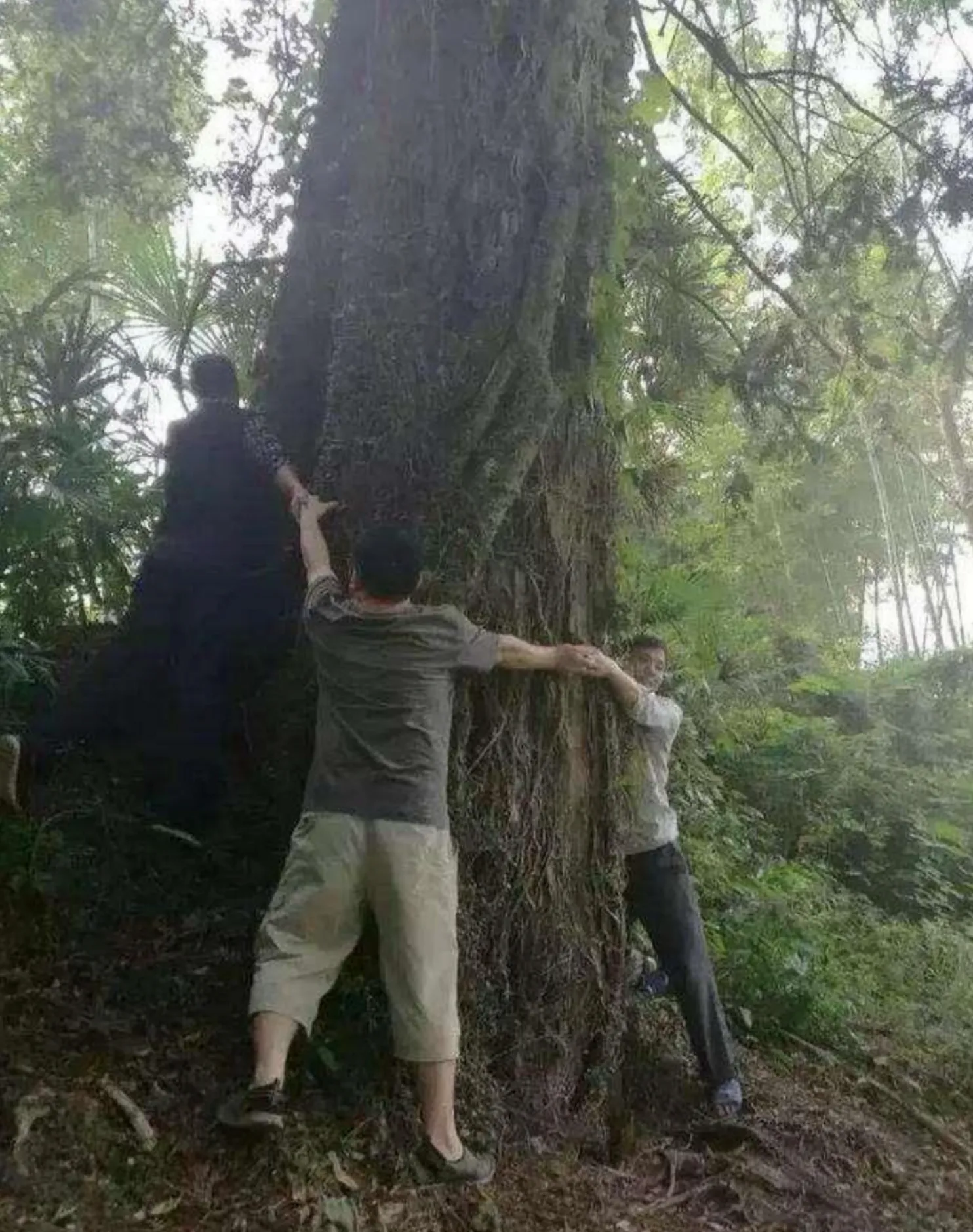 Carbon Removals Project Reforesting Barren Lands