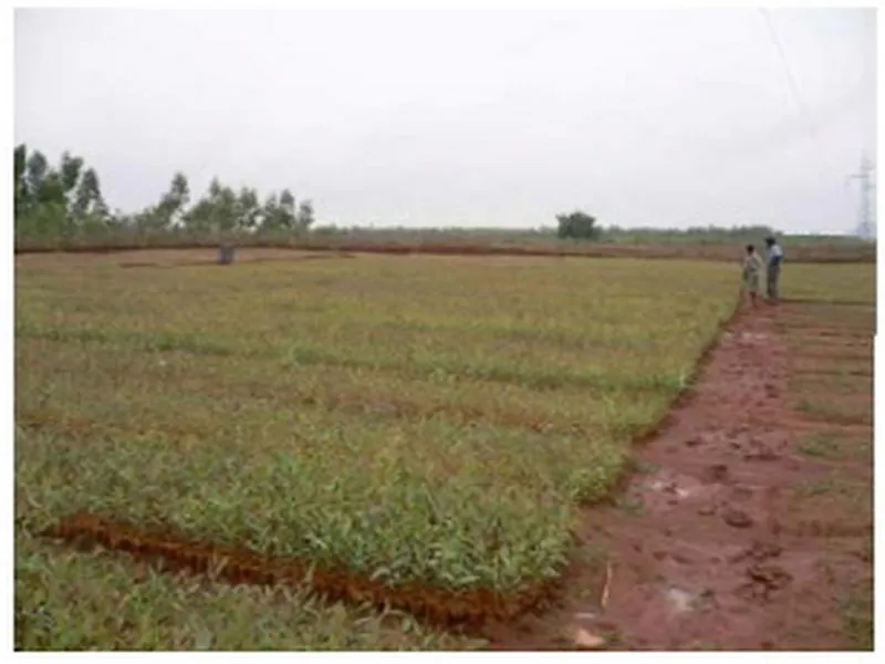 Reforestation of Severely Degraded Farm Land