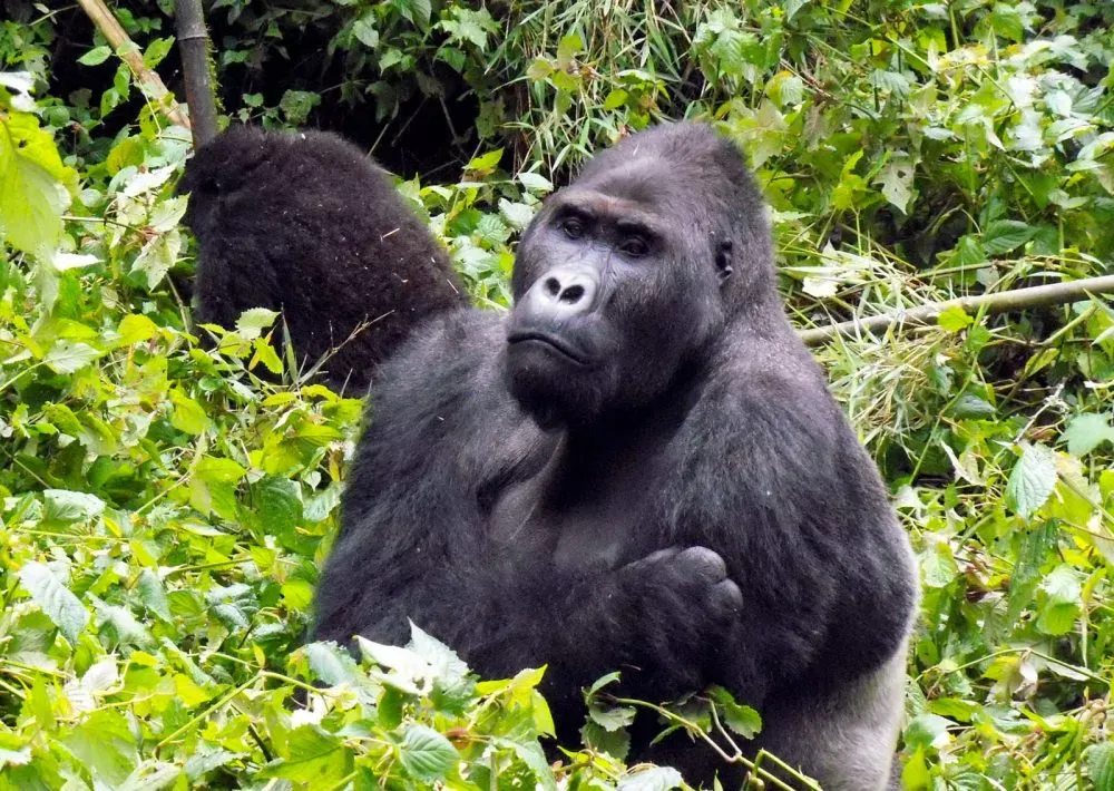 Eastern DRC: Protect Africa’s Biodiversity Hotspot
