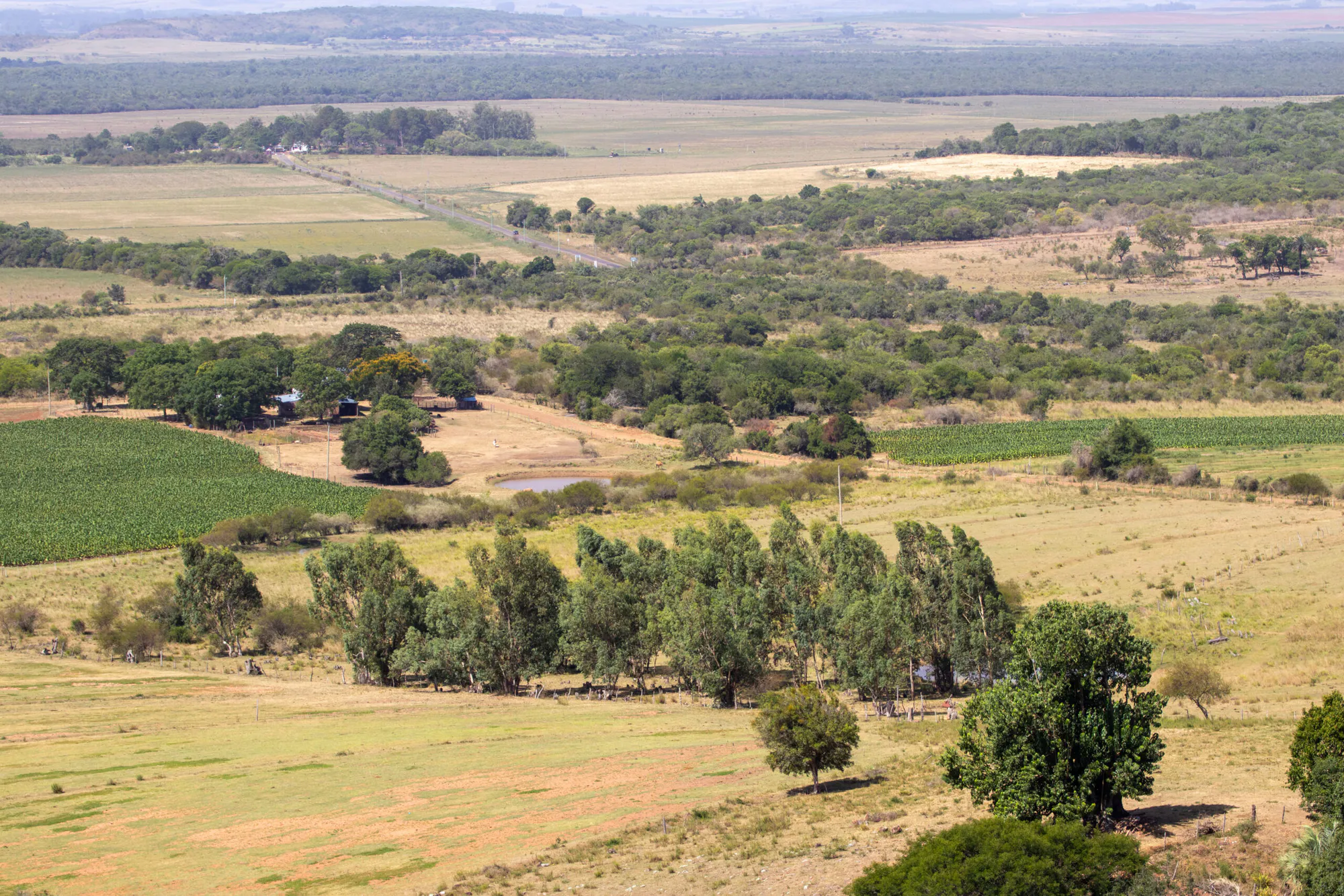Reforestation of Degraded Grasslands in Uruguay