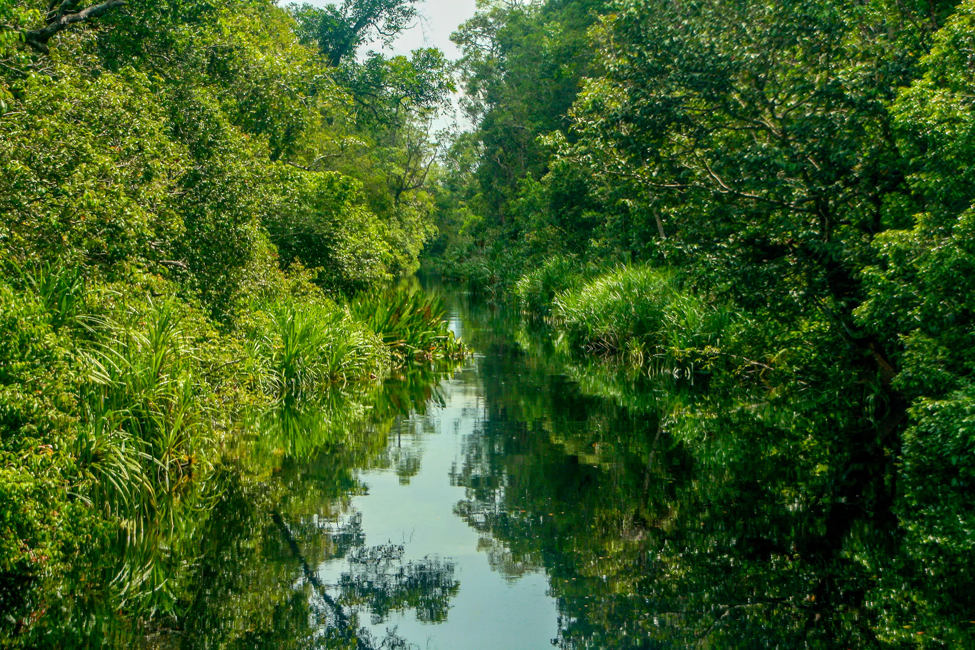 Rimba Raya Biodiversity and Wetland Restoration