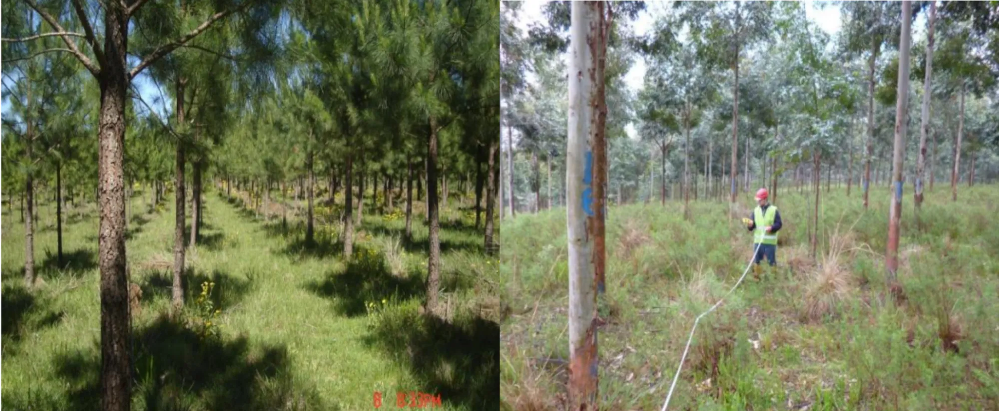 Reforestation of Degraded Grasslands in Uruguay
