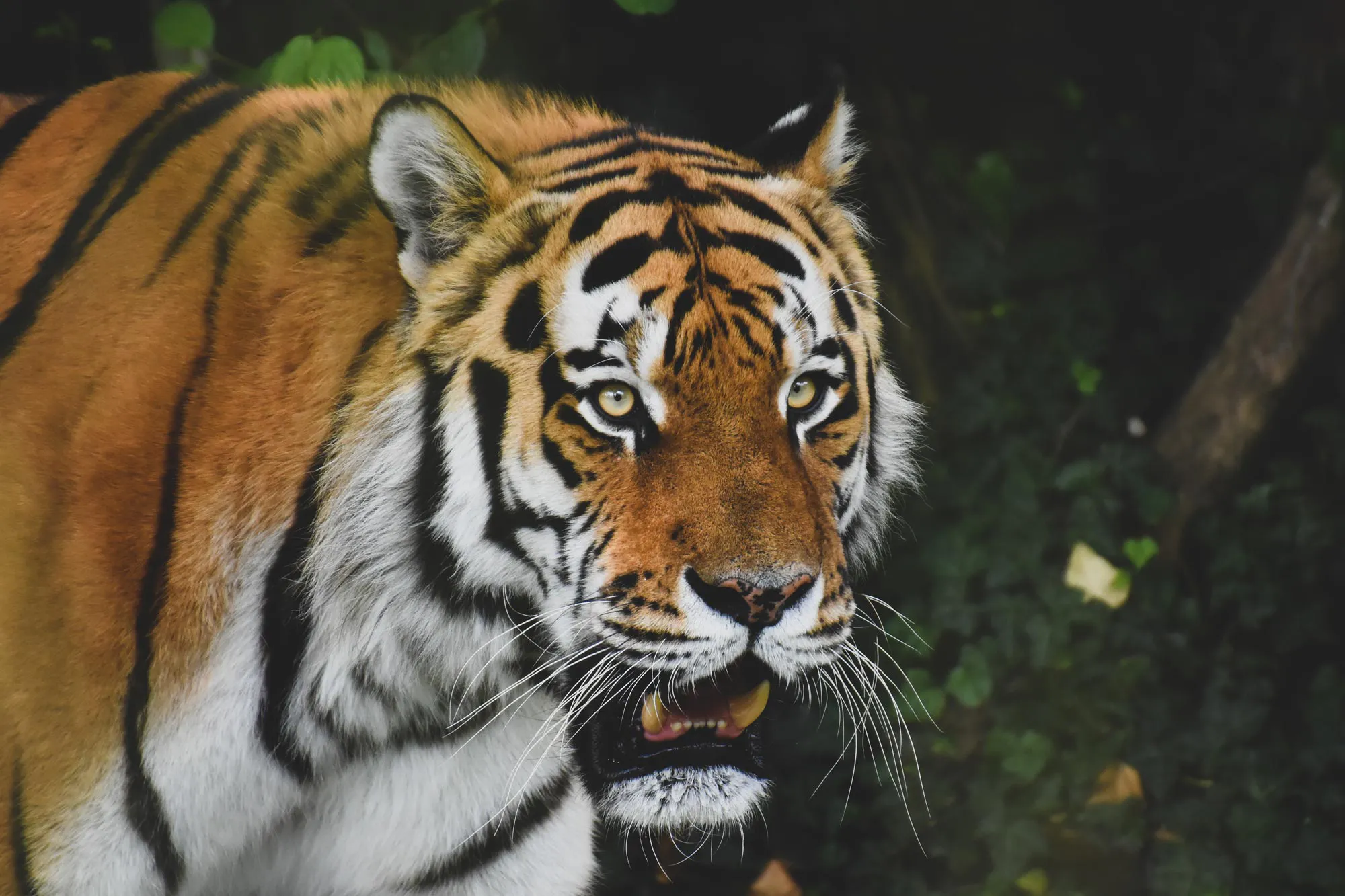 Rainforest Climate Action Fund