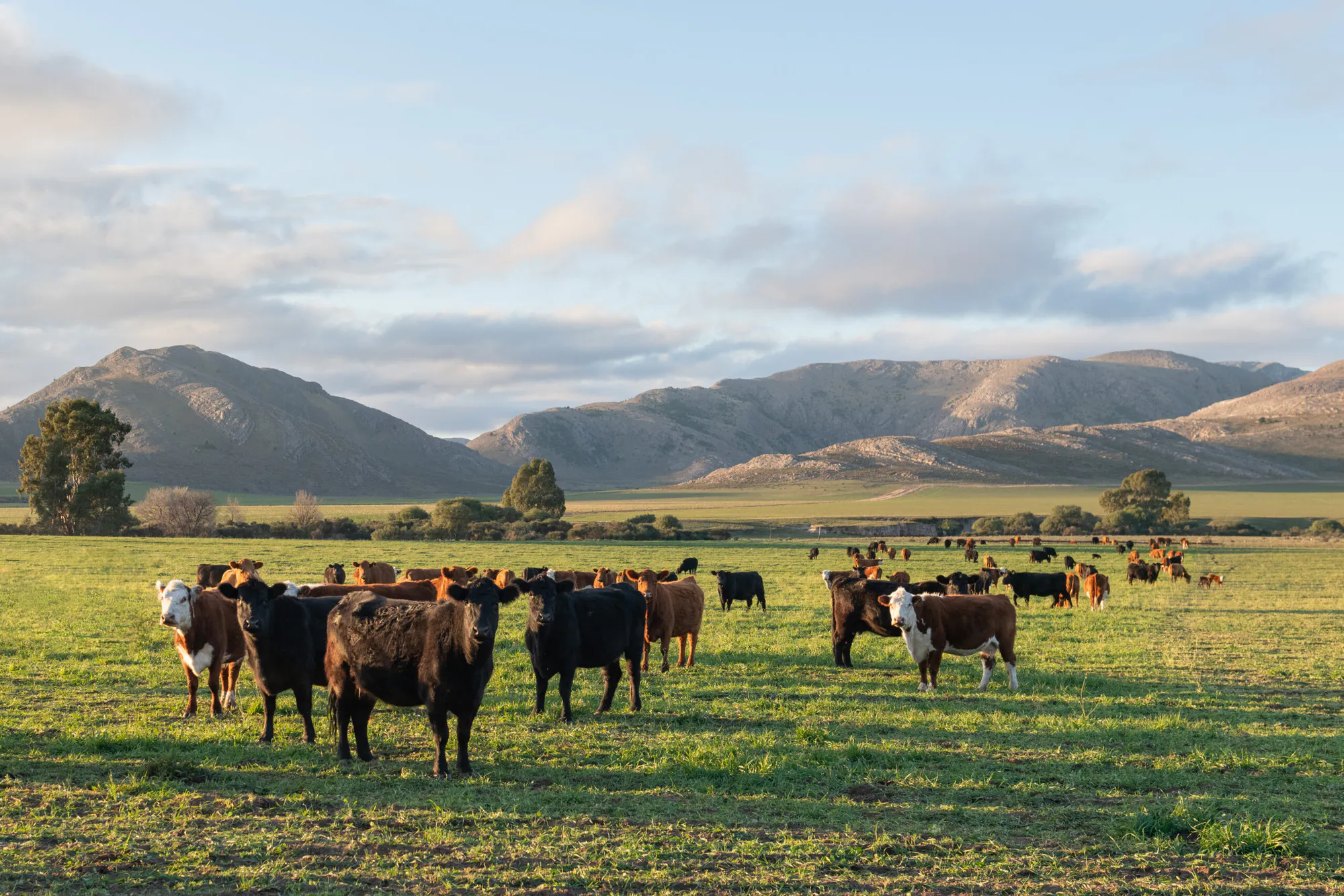 Reviving Grasslands: Restoring South America’s Rangelands
