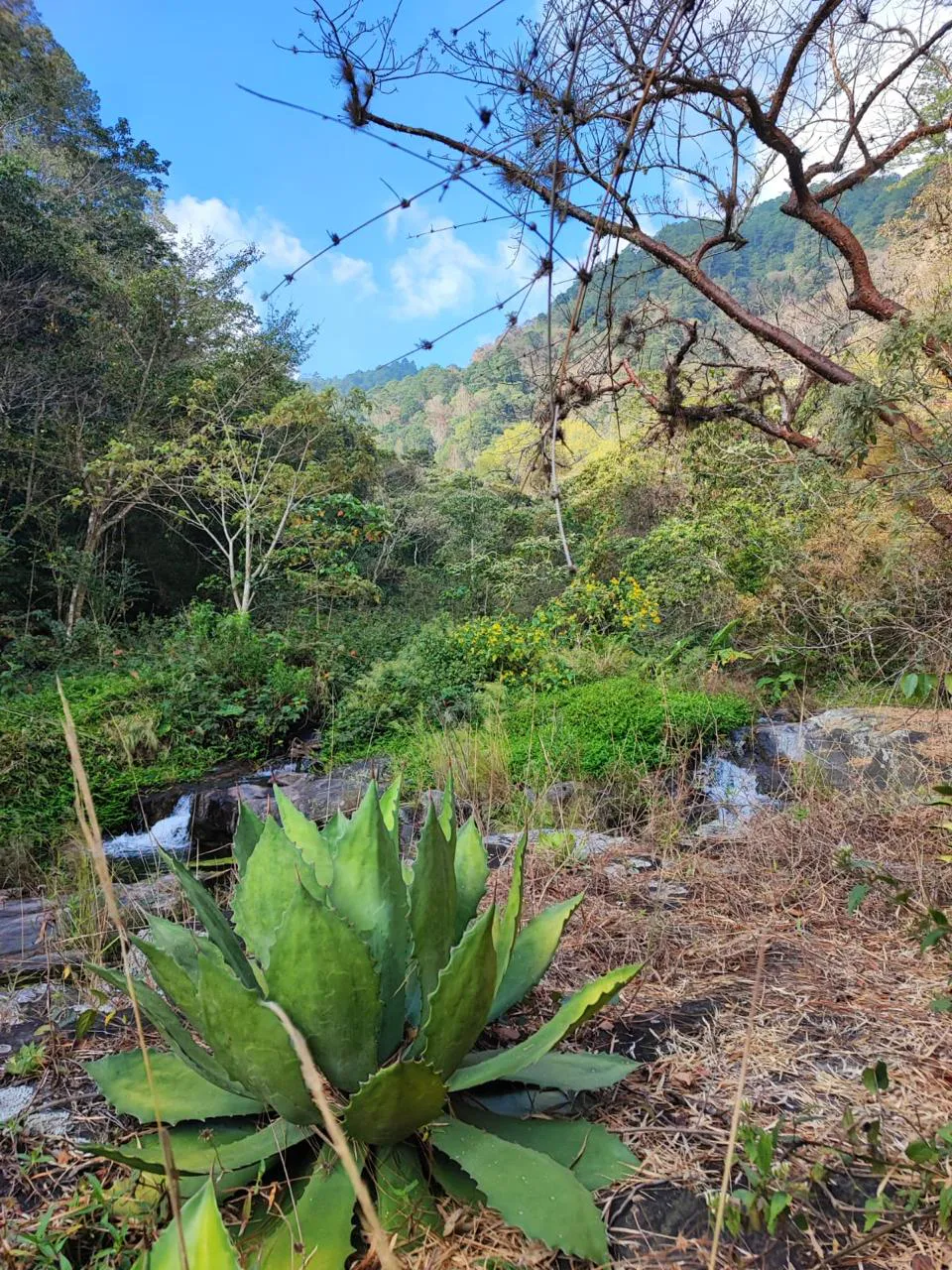 Preserving Indigenous Forest Landscapes in Oaxaca