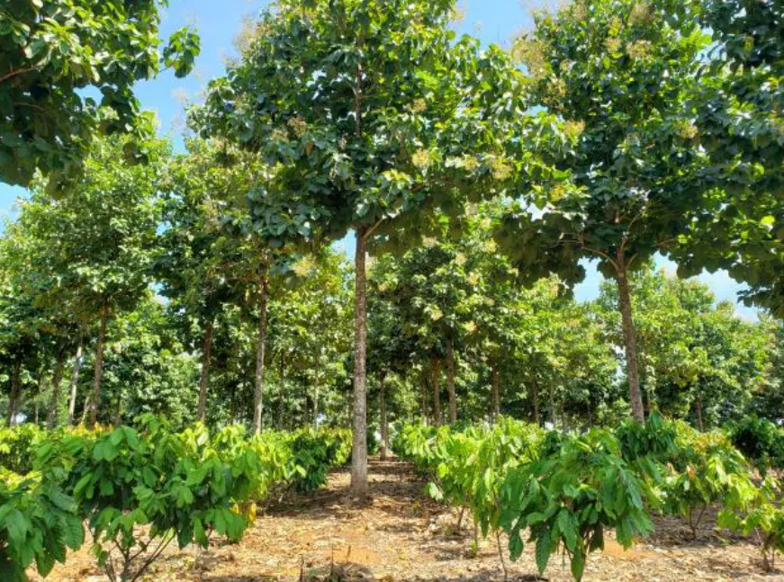 Reforestation and Agroforestry on Degraded Lands