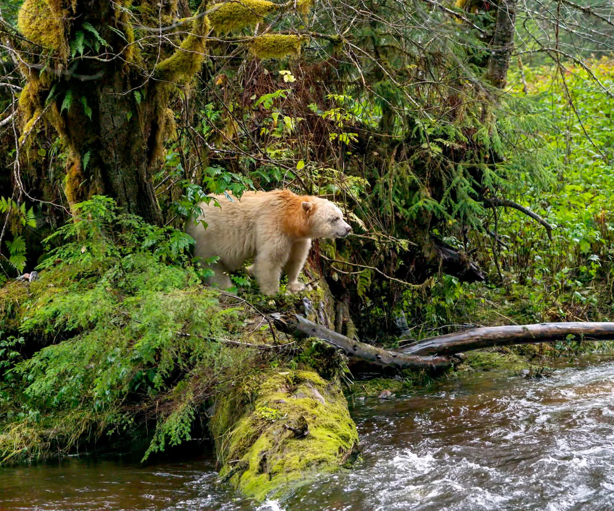 The Great Bear (South Central Coast) Forest Carbon Project