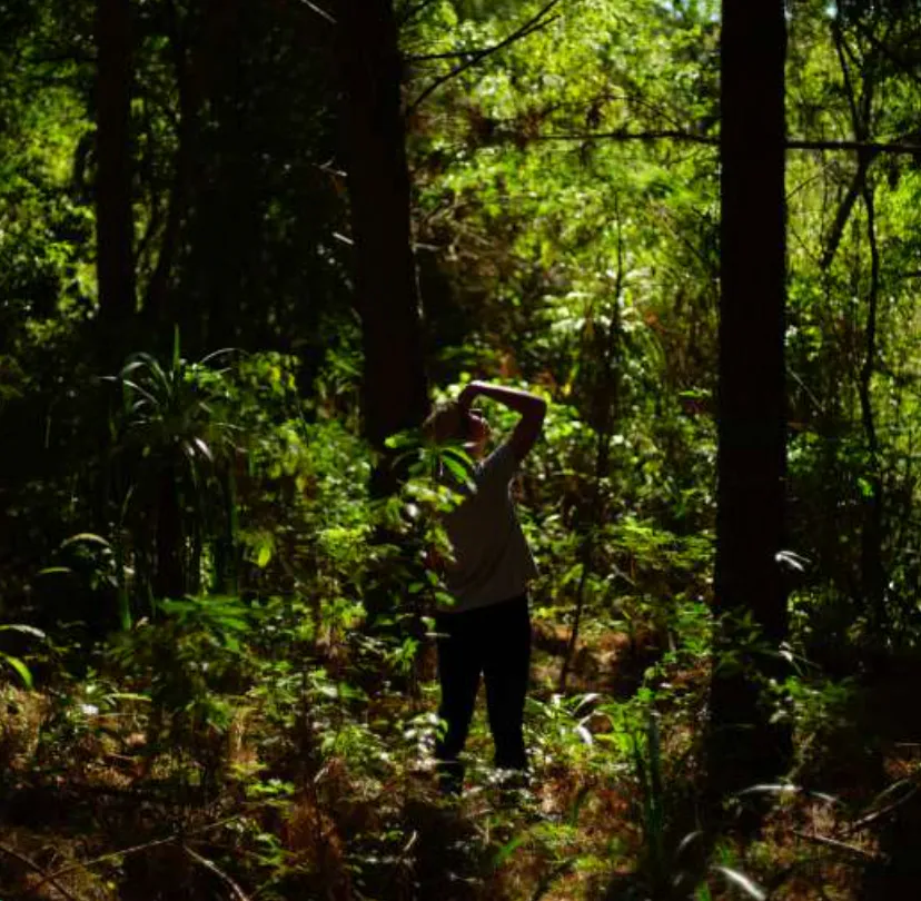 Parana Rainforest Restoration