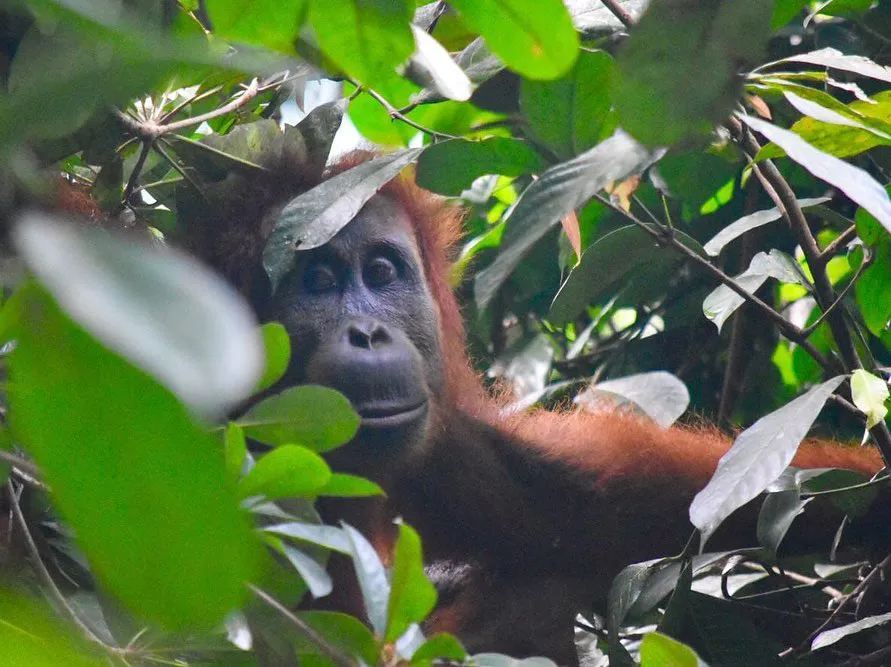 Protect the Leuser Ecosystem on the island of Sumatra