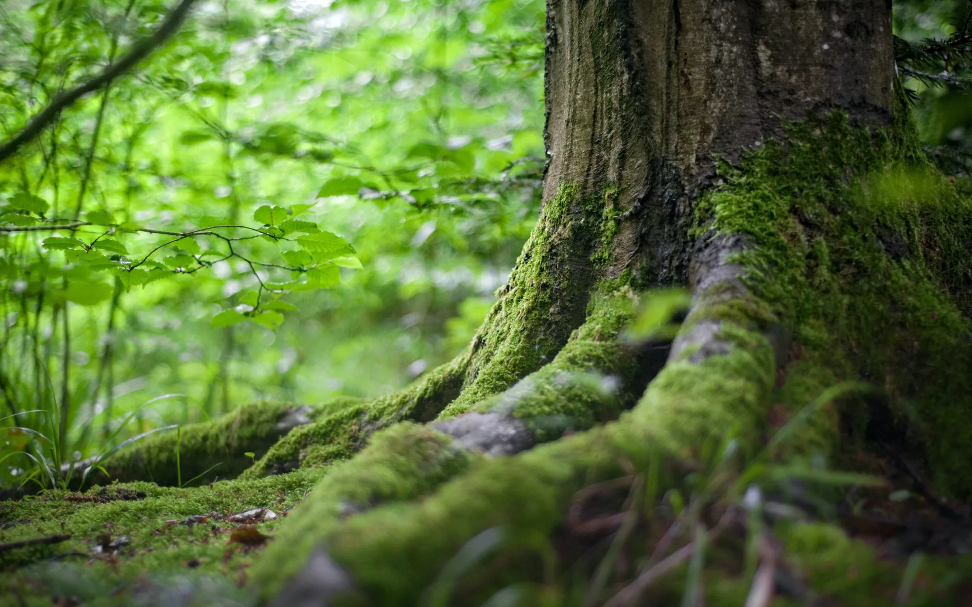 Restoring the Ancient Celtic Rainforest In Cornwall