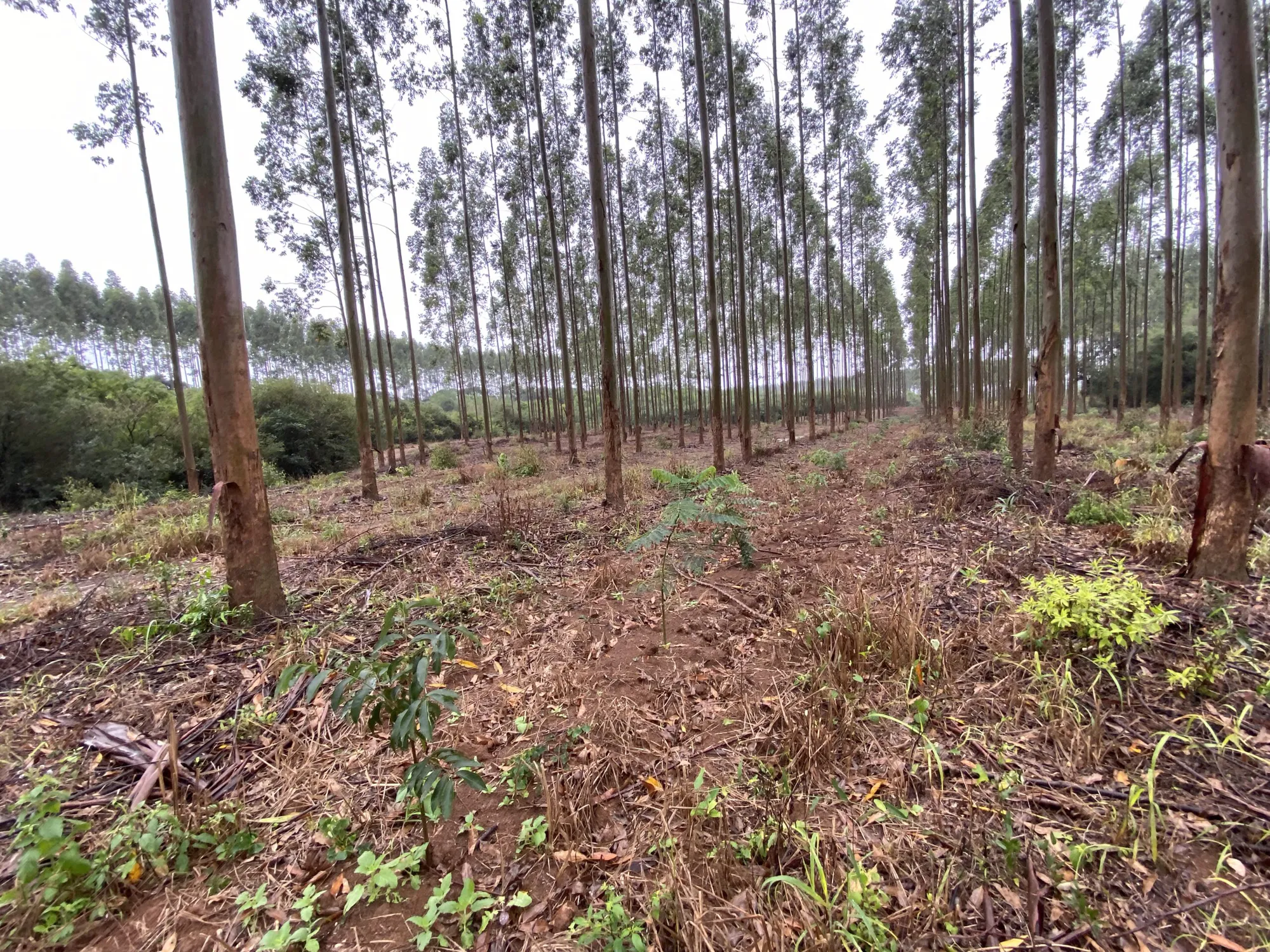 Mixed Planting of Native and Non-Native Species in Paraguay-I