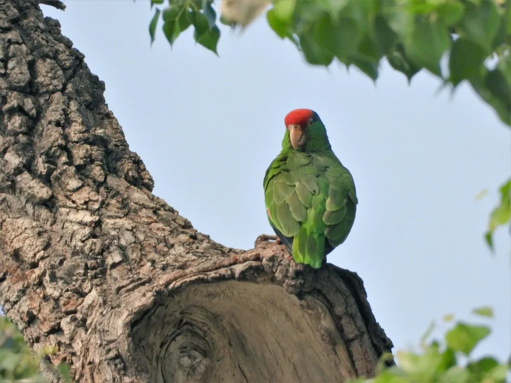 Protect Mexico’s Monarch Corridor in the Sierra Madre Oriental mountains