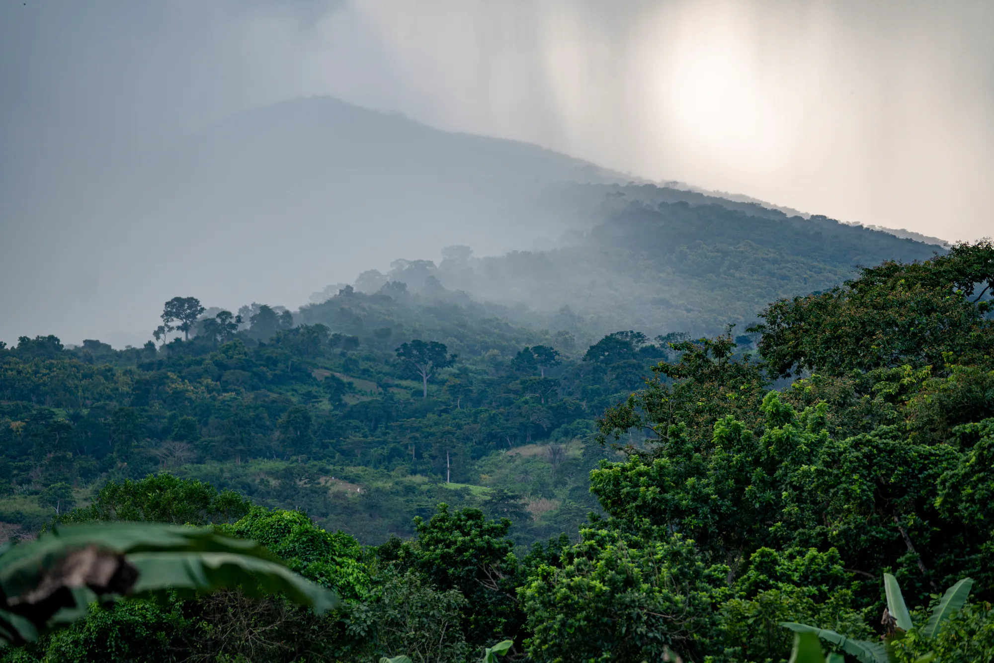Reforestation of Degraded Forest Reserve Areas in Ghana, West Africa