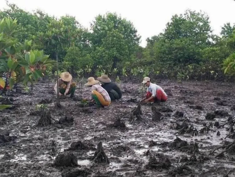 Mangrove Restoration in Myanmar