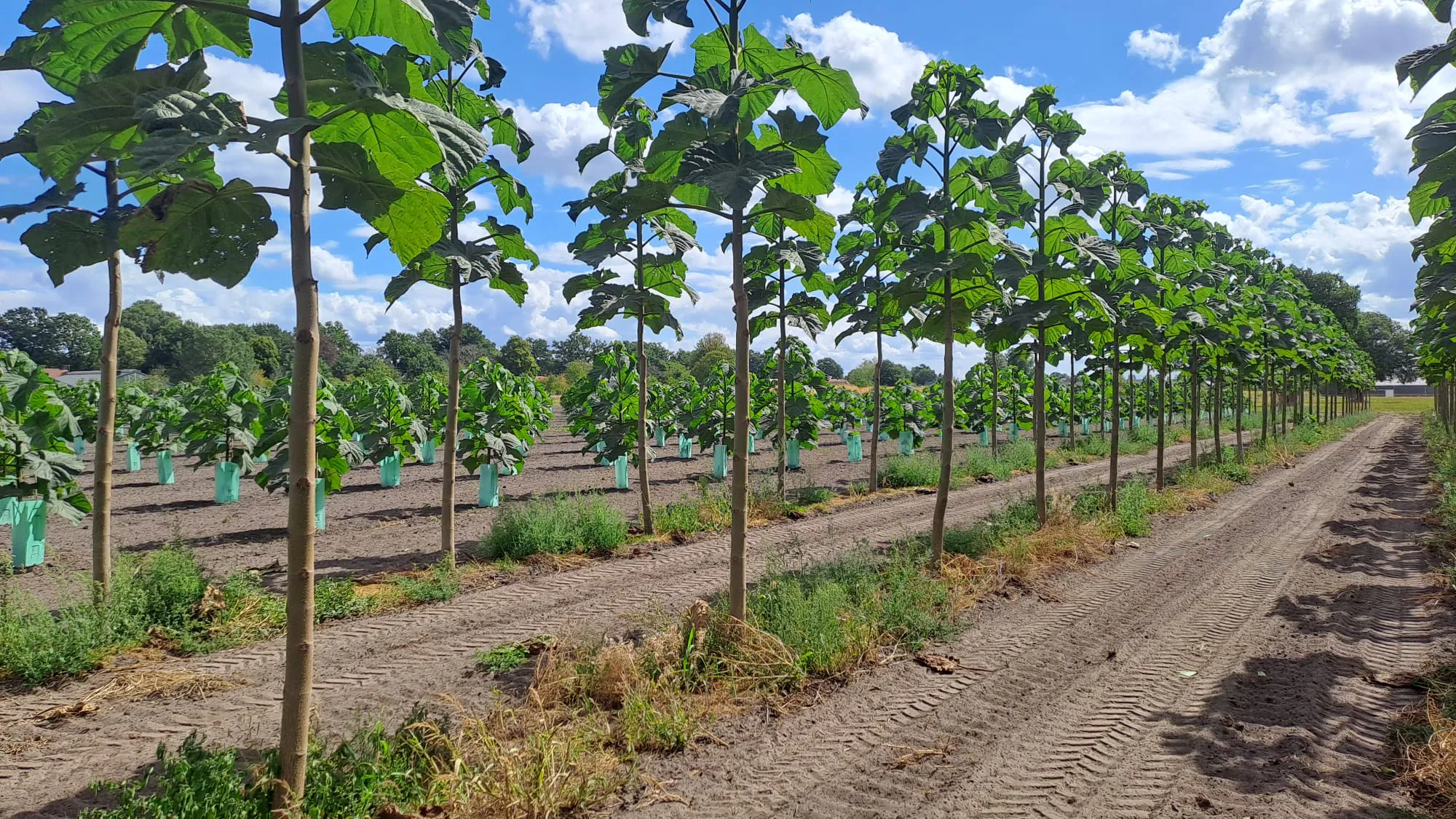Paulownia Agroforestry in the Netherlands