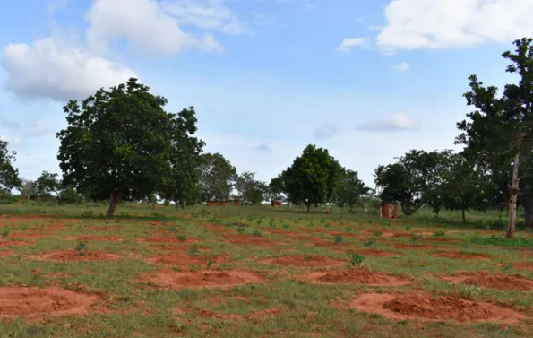 Komaza Smallholder Farmer Forestry Kenya