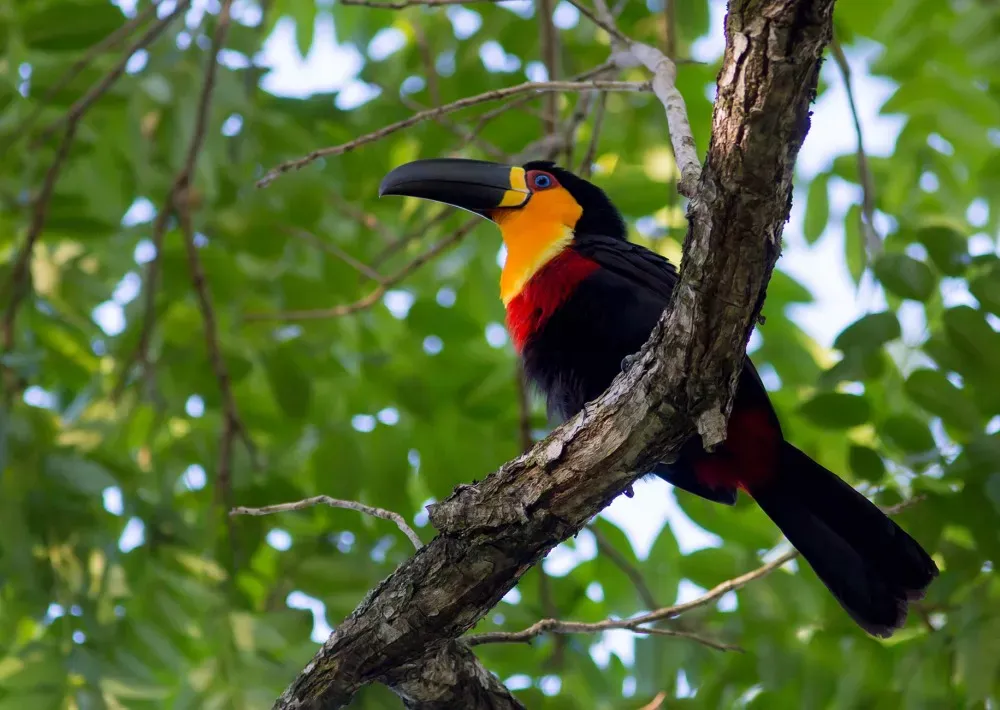 Save the Brazilian Amazon
