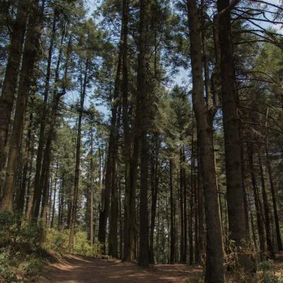 Ejido El Alamito Reforestation Project