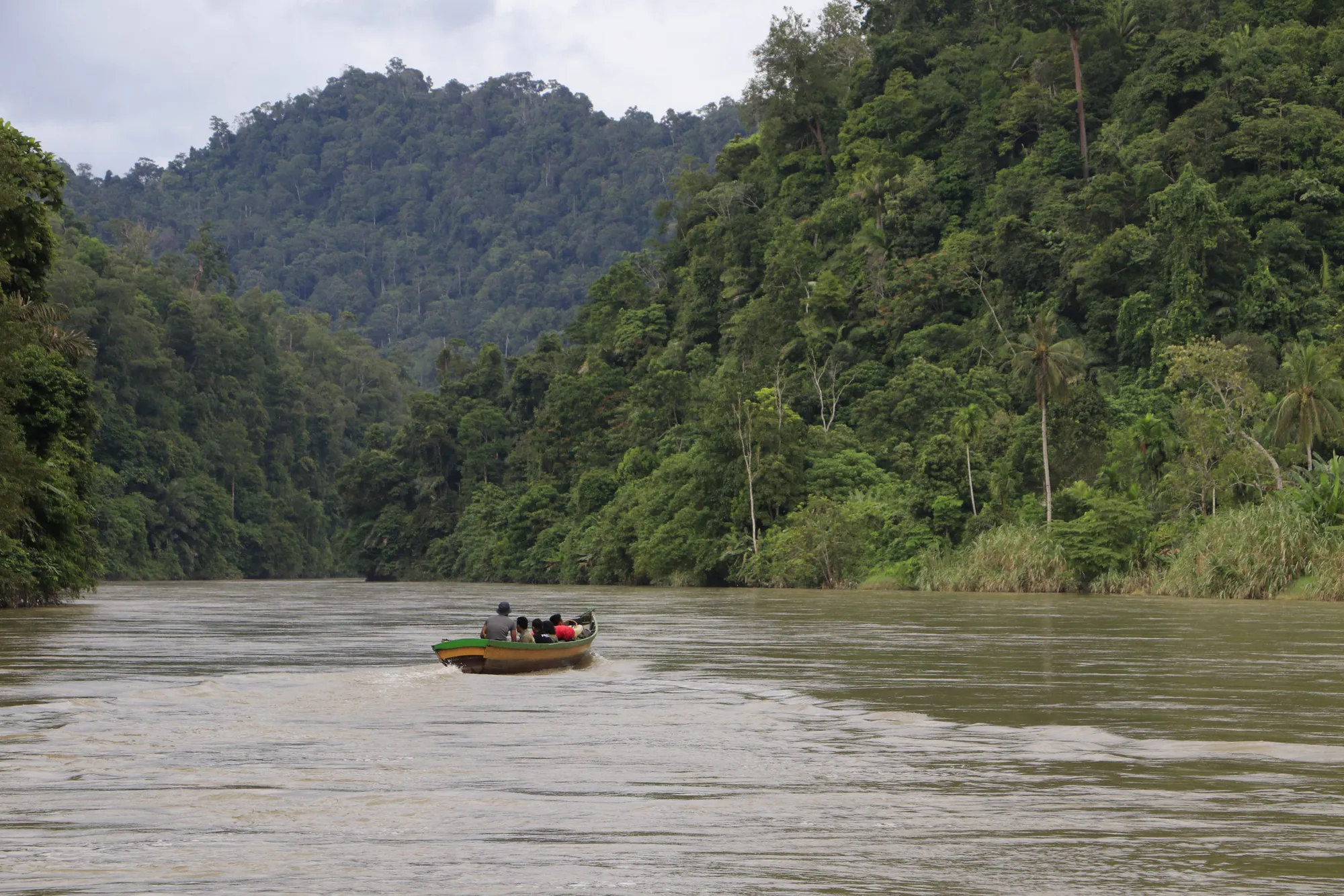 Protect the Leuser Ecosystem on the island of Sumatra