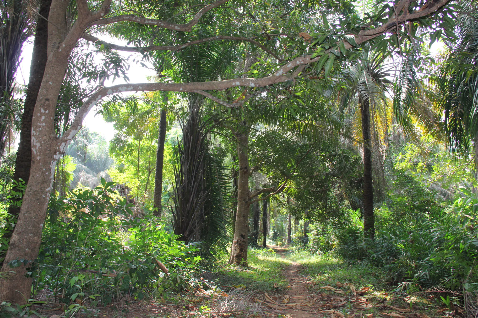 Reforestation of Degraded Lands in Sierra Leone