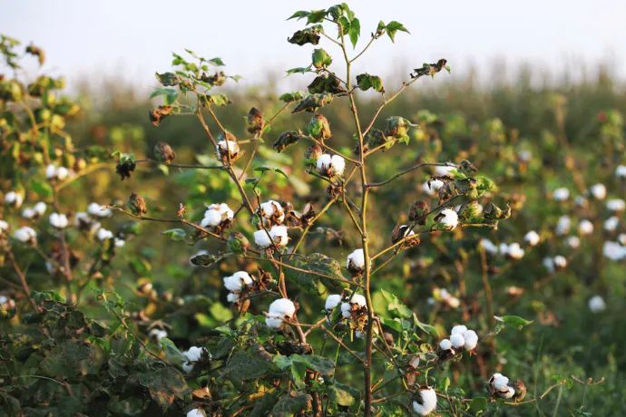 Cultivating Resilience: Regenerative Farming Across Indian Heartlands
