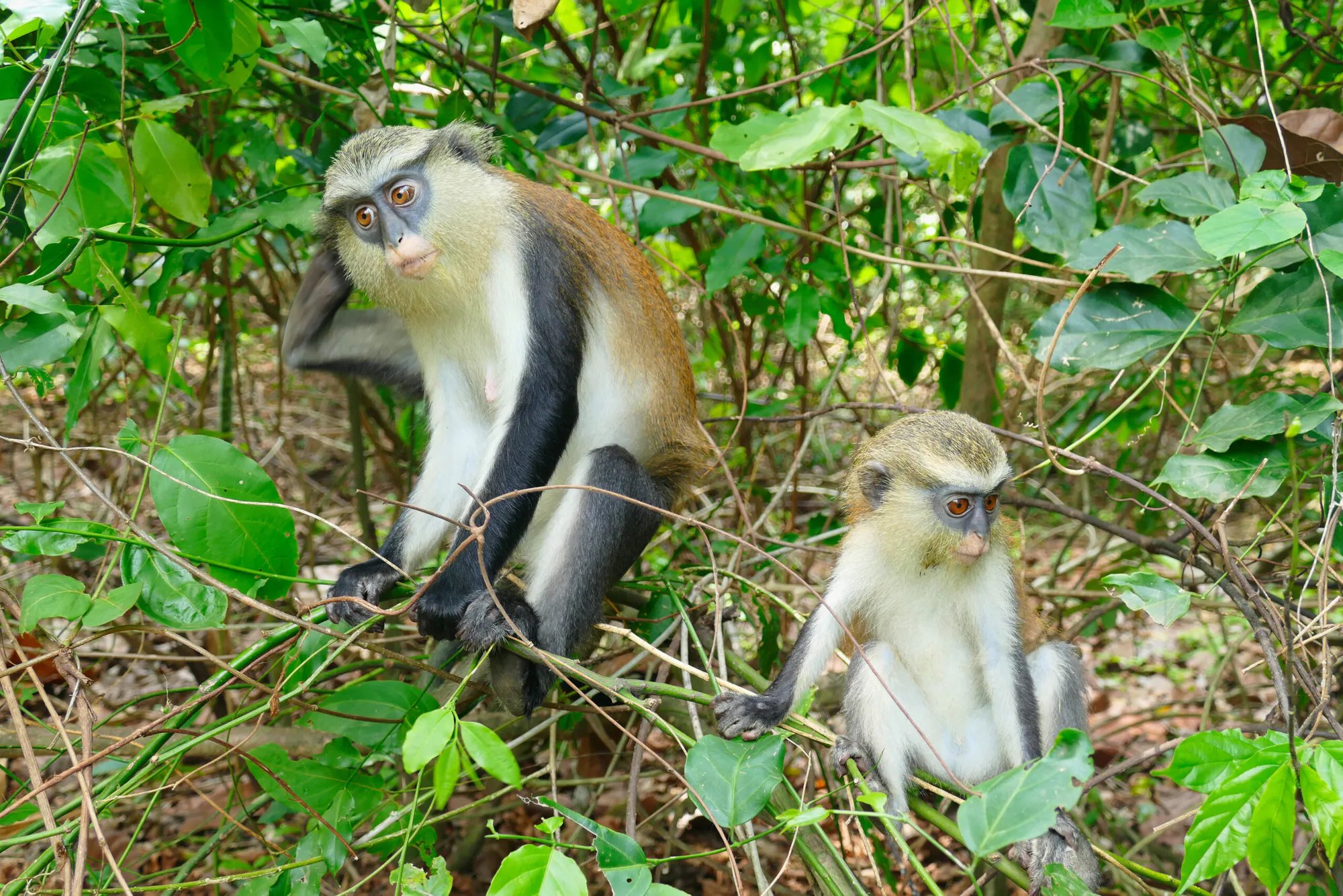 Reforestation of Degraded Forest Reserve Areas in Ghana, West Africa