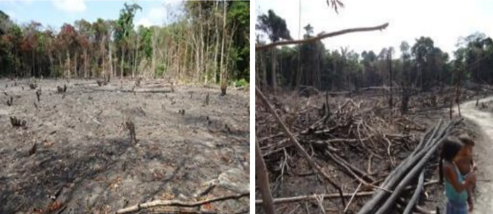 Rio Anapu-Pacaja REDD+ Project