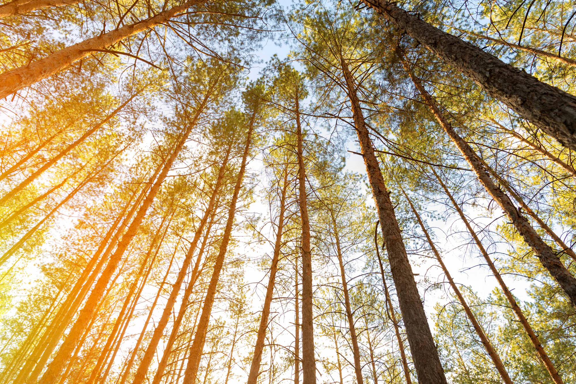 Reforestation of Severely Degraded Farm Land