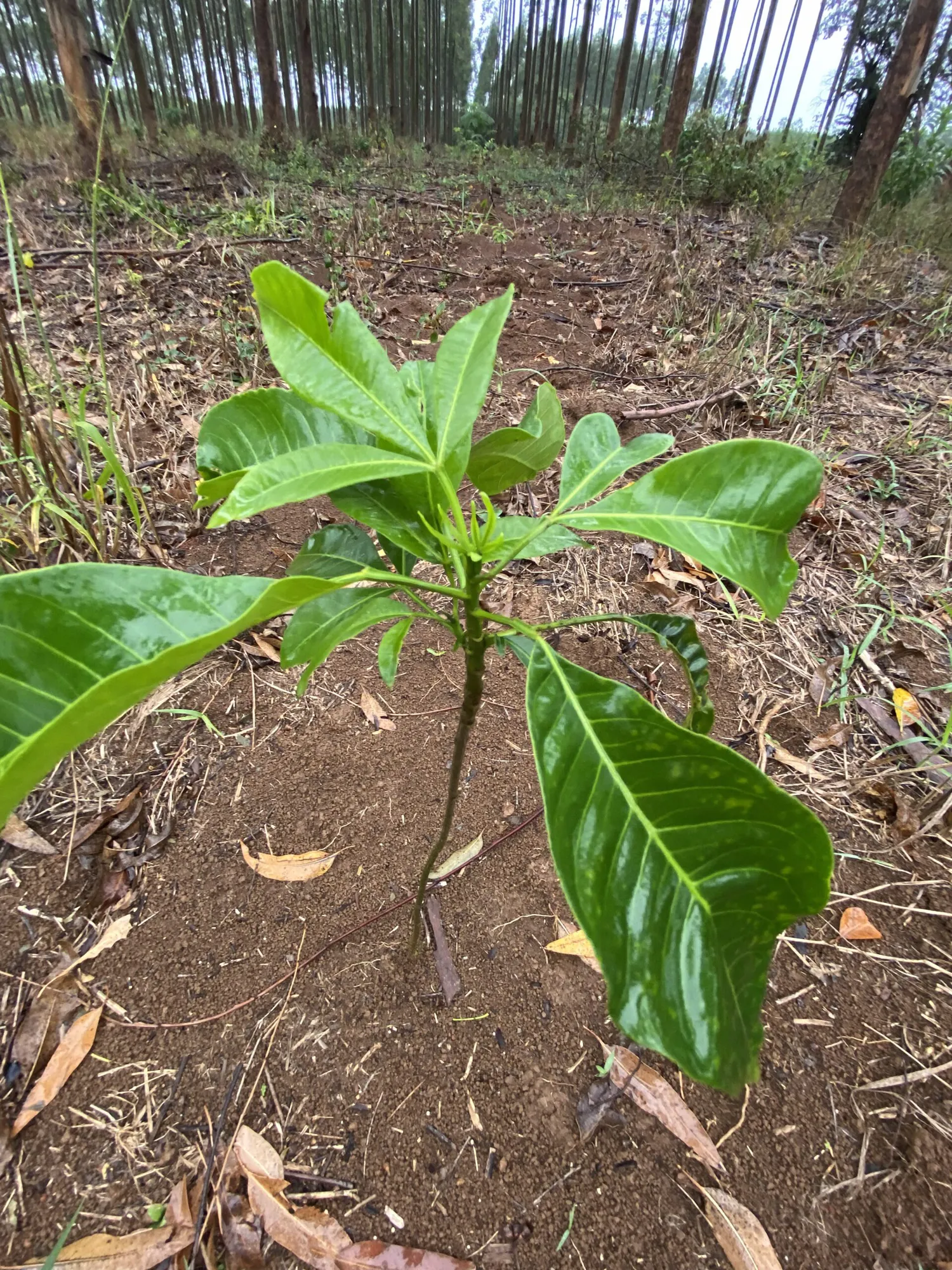 Mixed Planting of Native and Non-Native Species in Paraguay-I
