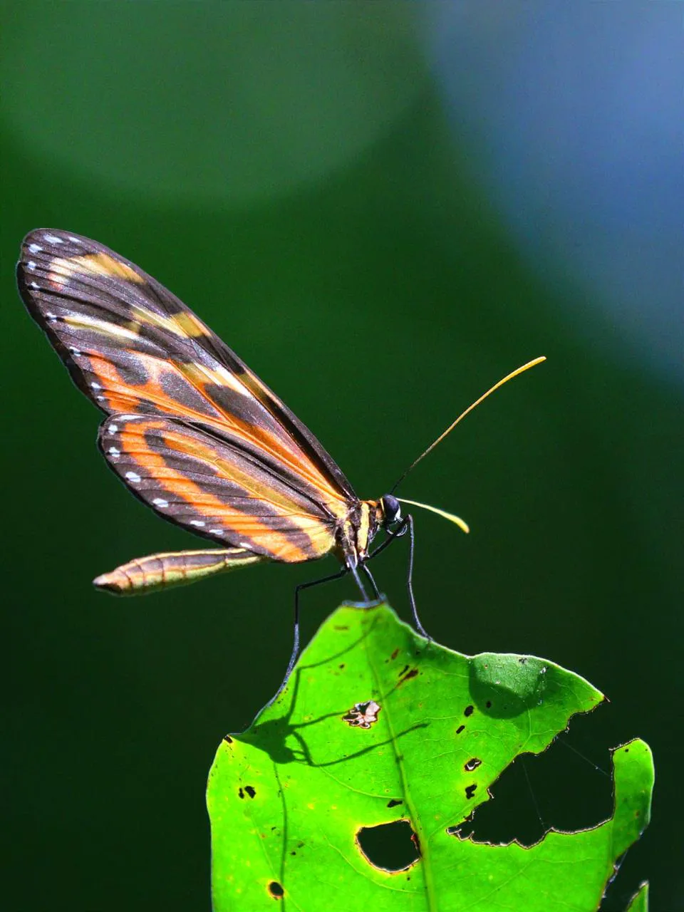 Preserving Indigenous Forest Landscapes in Oaxaca