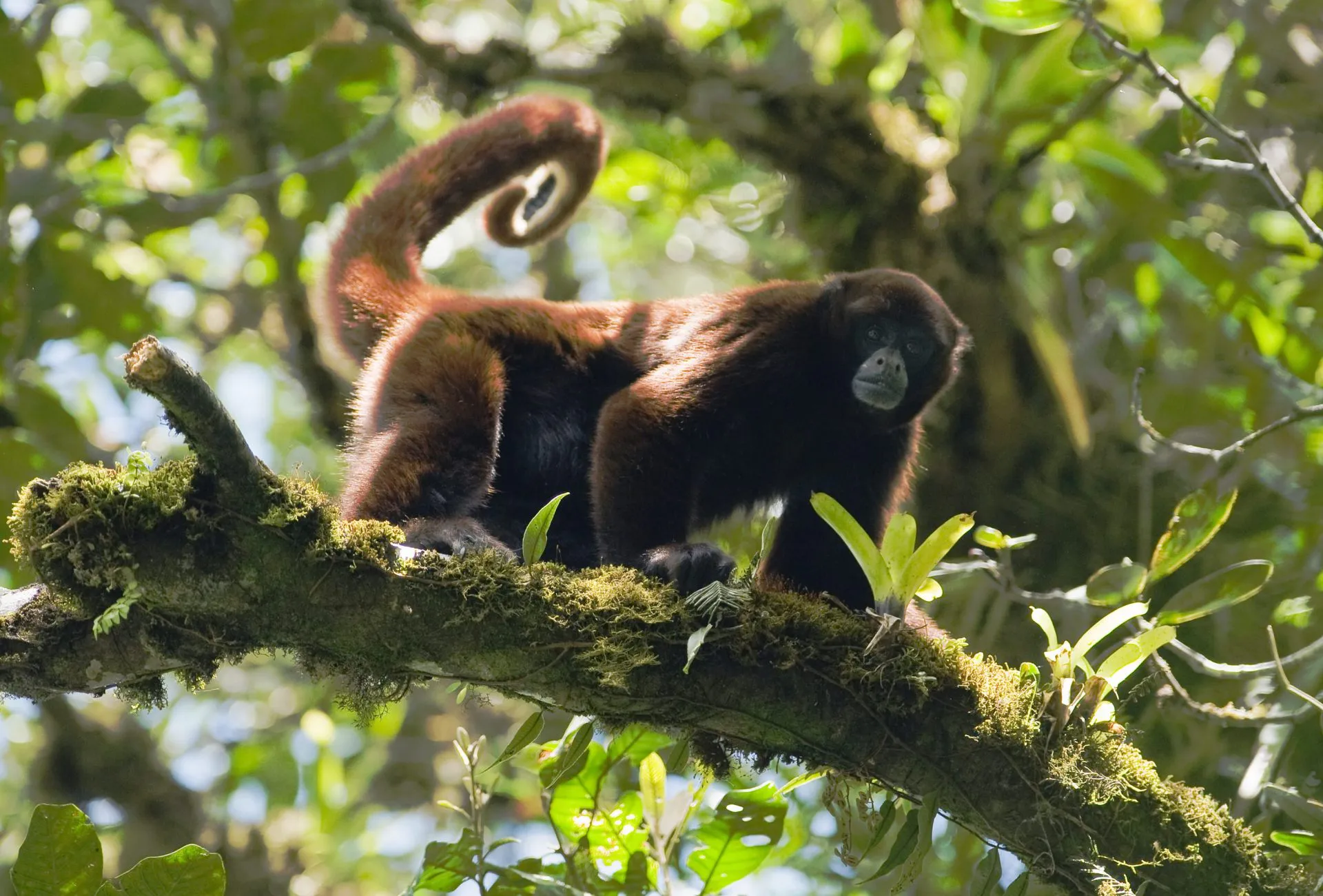 Protecting the Toldopampa Cloud Forest
