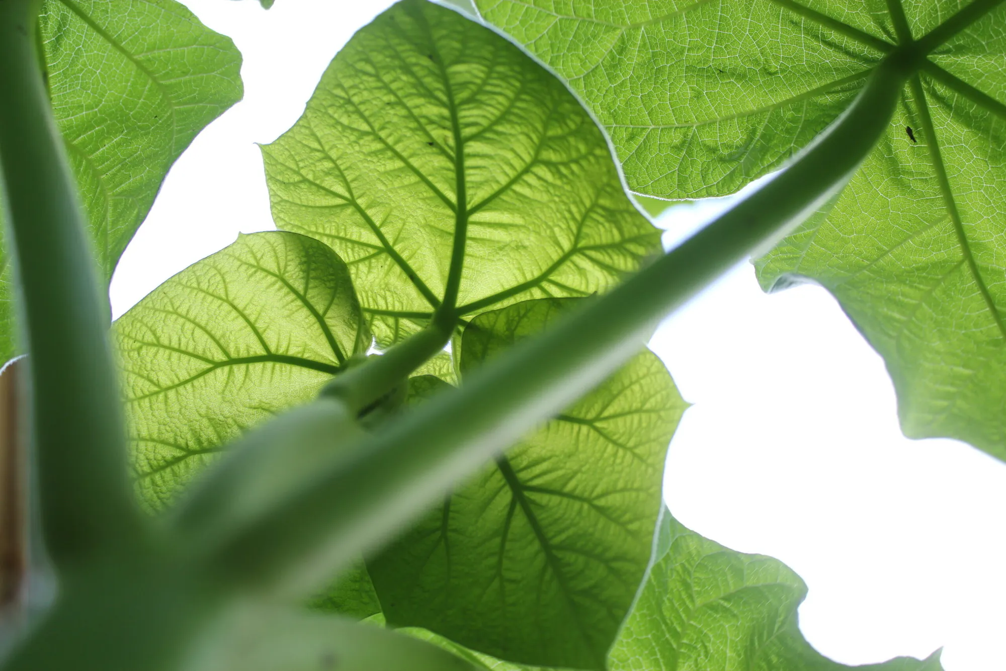 Growing a Greener Future: Paulownia Carbon Sequestration in The Netherlands