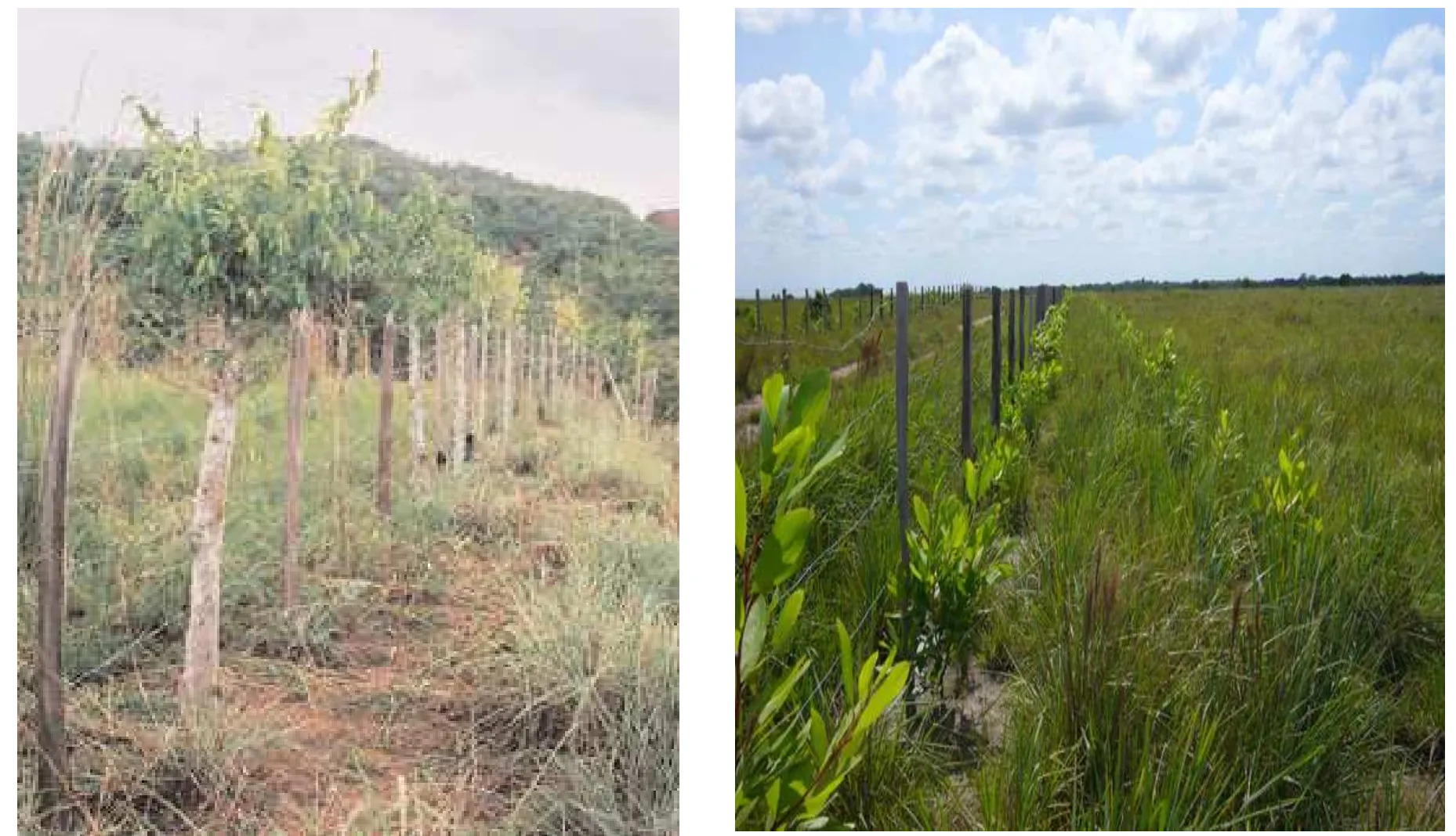Restoration of Degraded Areas and Reforestation in Cáceres and Cravo Norte, Colombia
