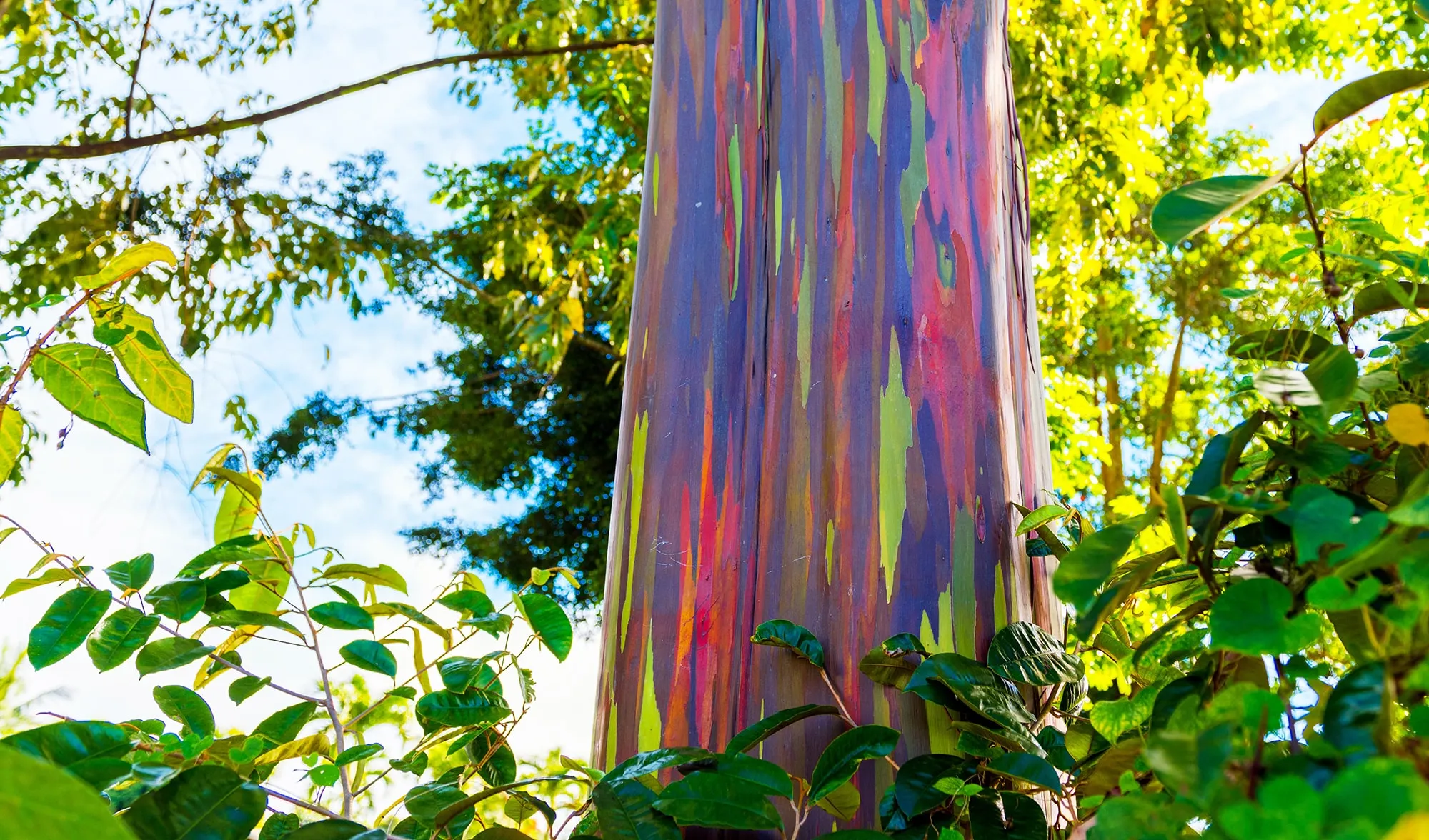 11 Incredible Trees that are Worth Saving the Planet For