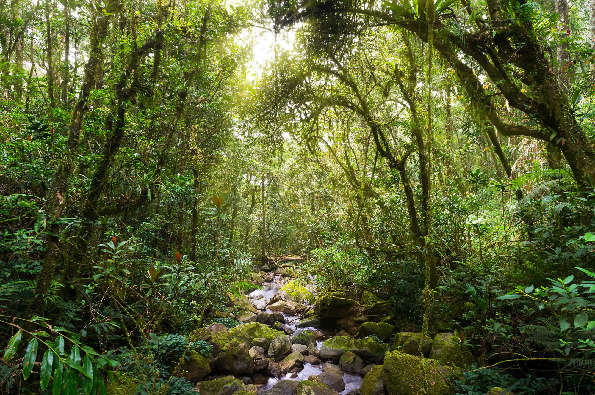 Protecting Malaysia’s Rainforests