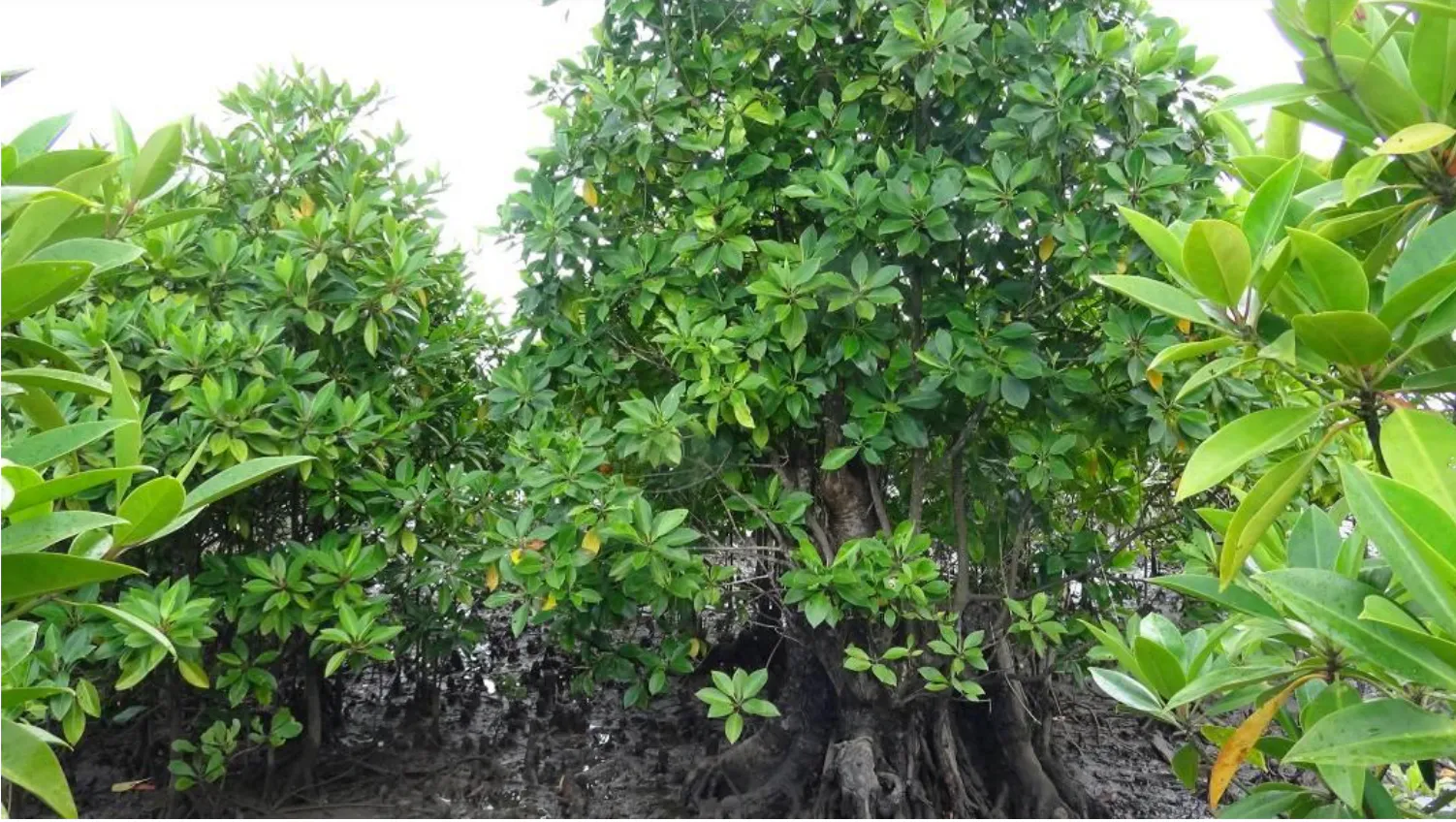 Mangrove Restoration in Myanmar