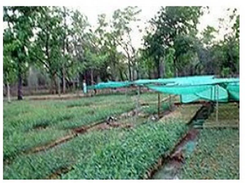 Reforestation of Severely Degraded Farm Land