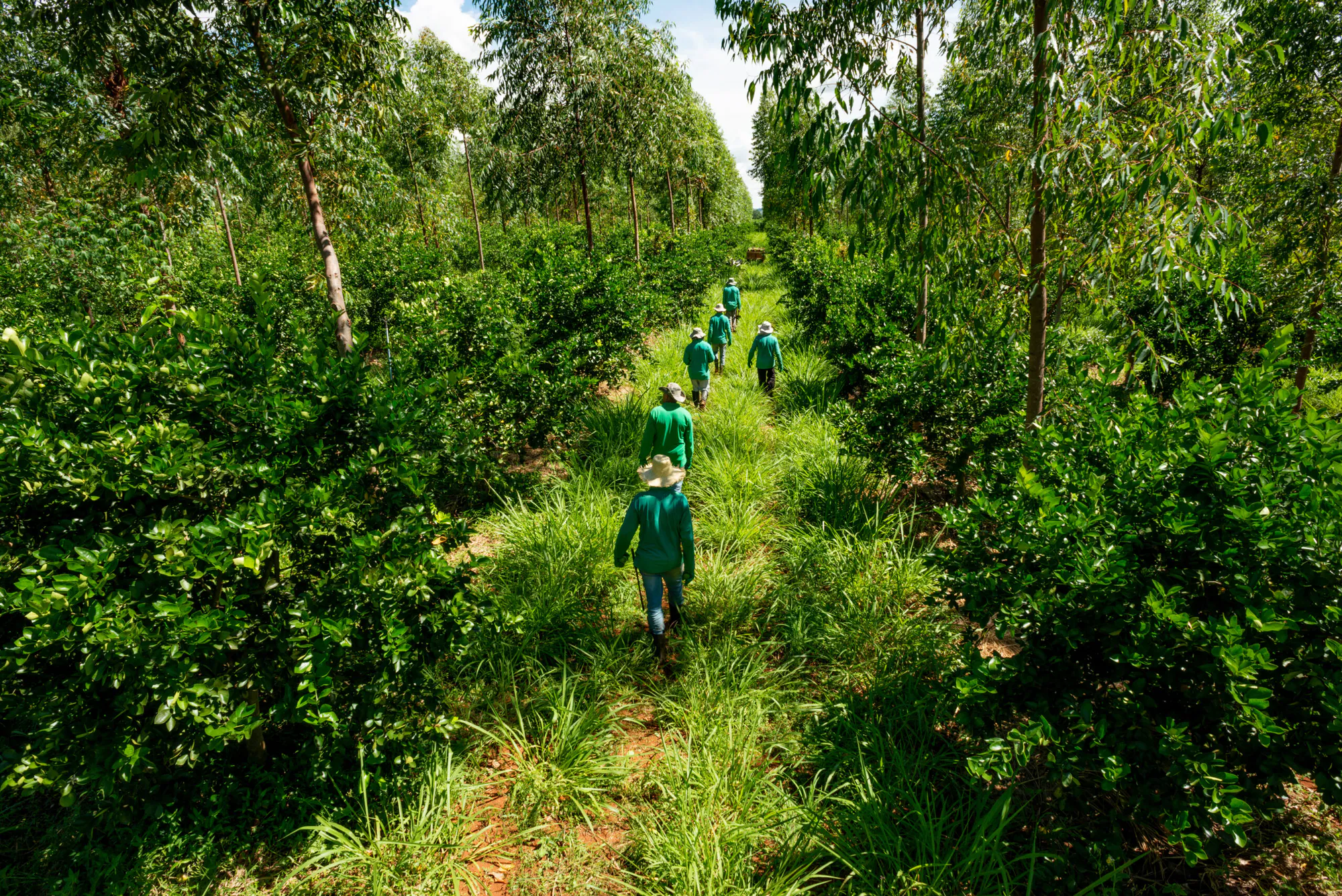 Yagual – Conservation, Restoration, Carbon Sequestration Grouped Project