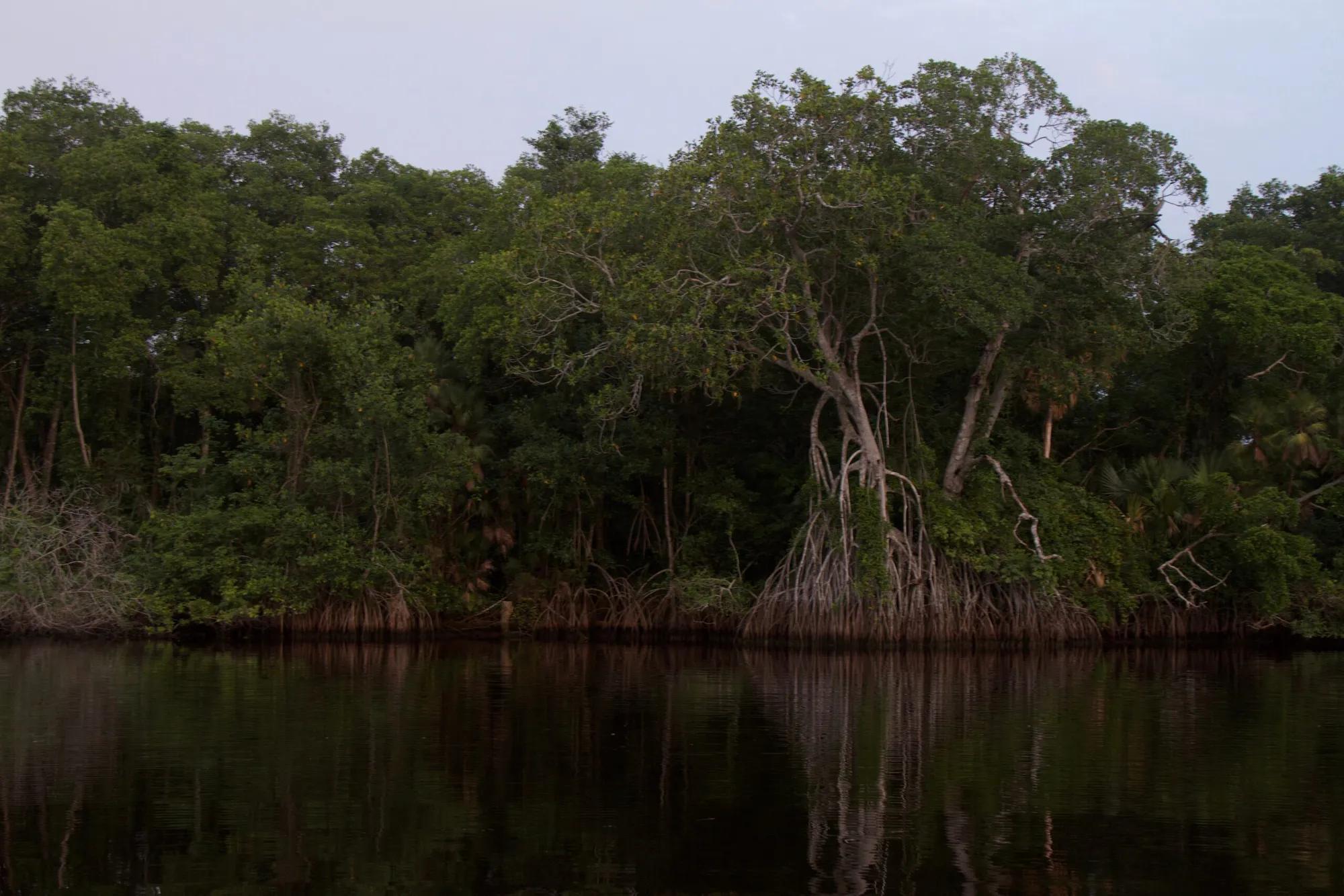 Mangrove Restoration in Mexico – Manglares Ursulo Galvan