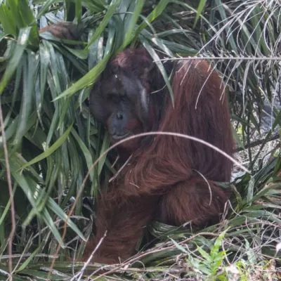 Orangutan Protection in West Kalimantan