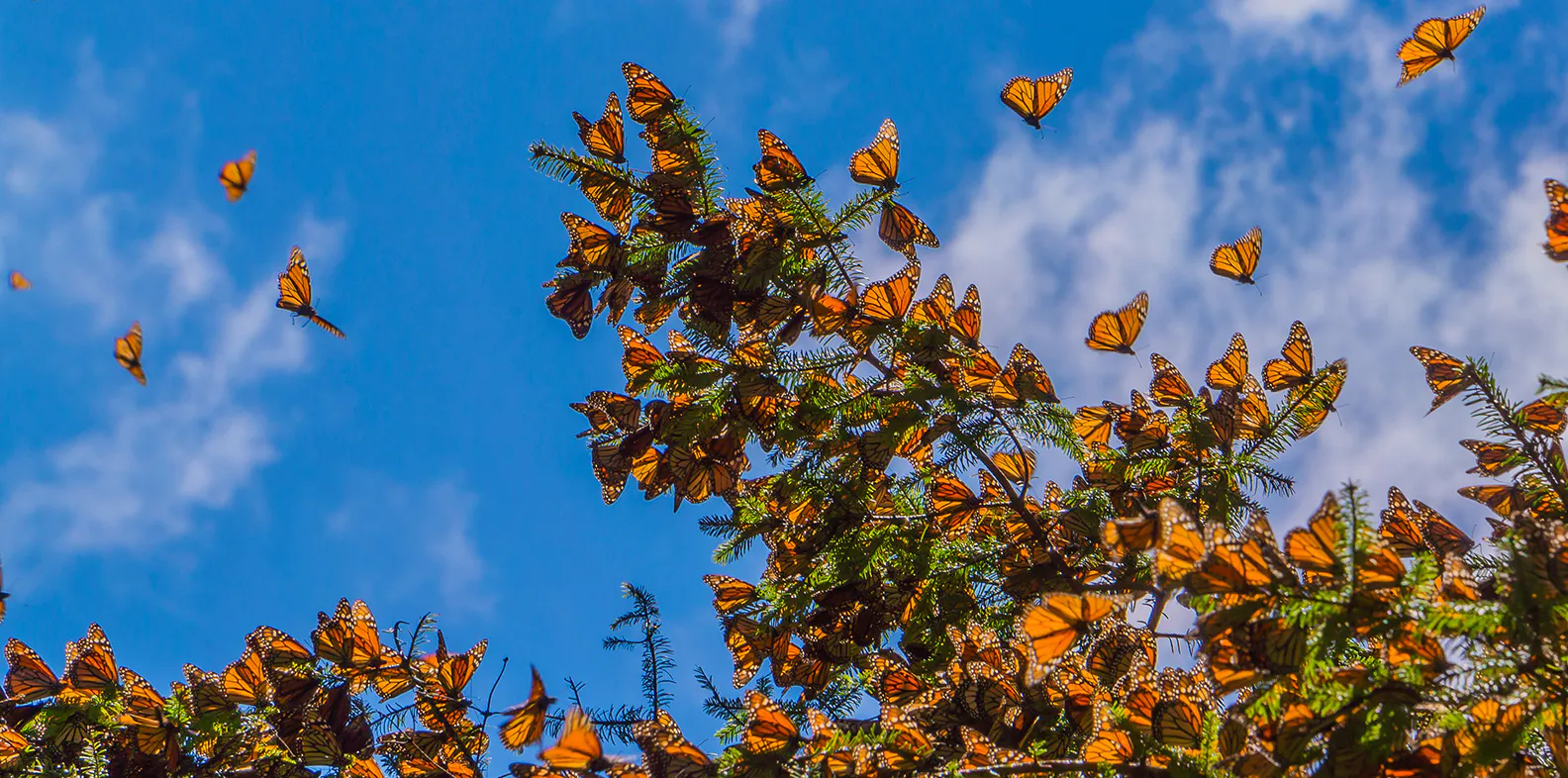 Protect Mexico’s Monarch Corridor in the Sierra Madre Oriental mountains