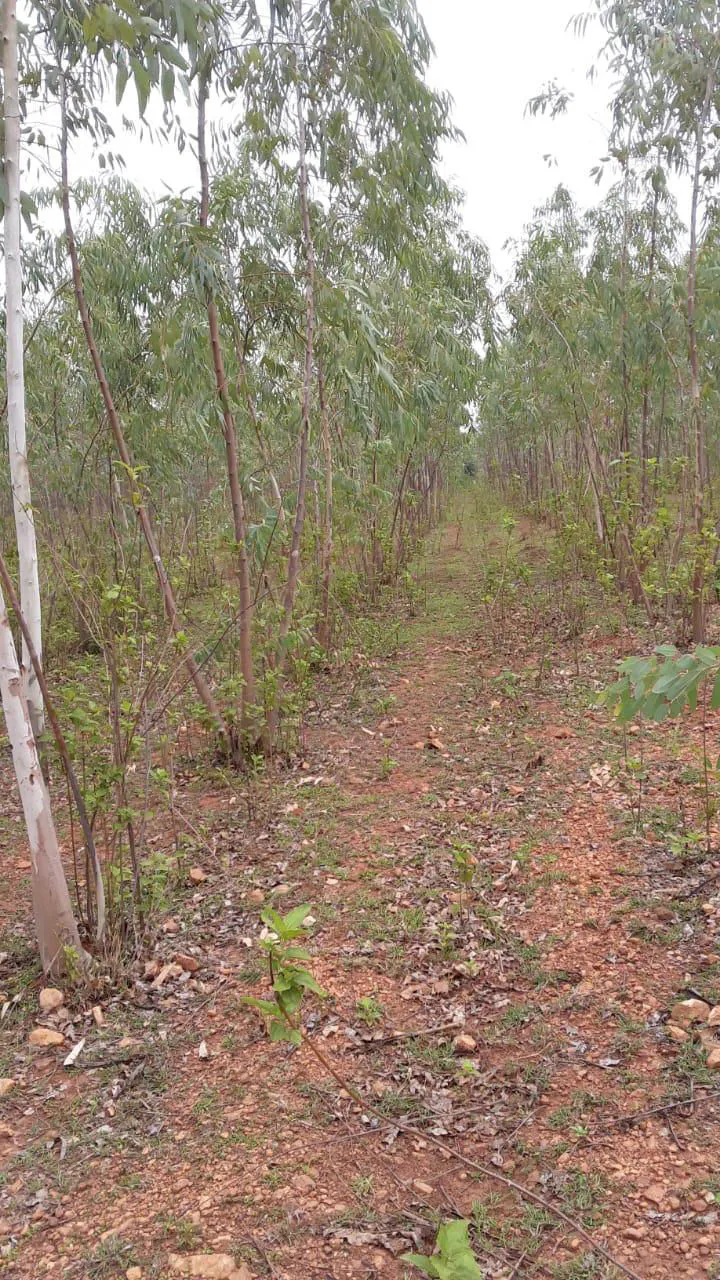 Reforestation of Severely Degraded Farm Land