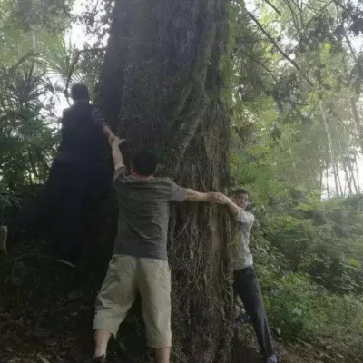 Carbon Removals Project Reforesting Barren Lands