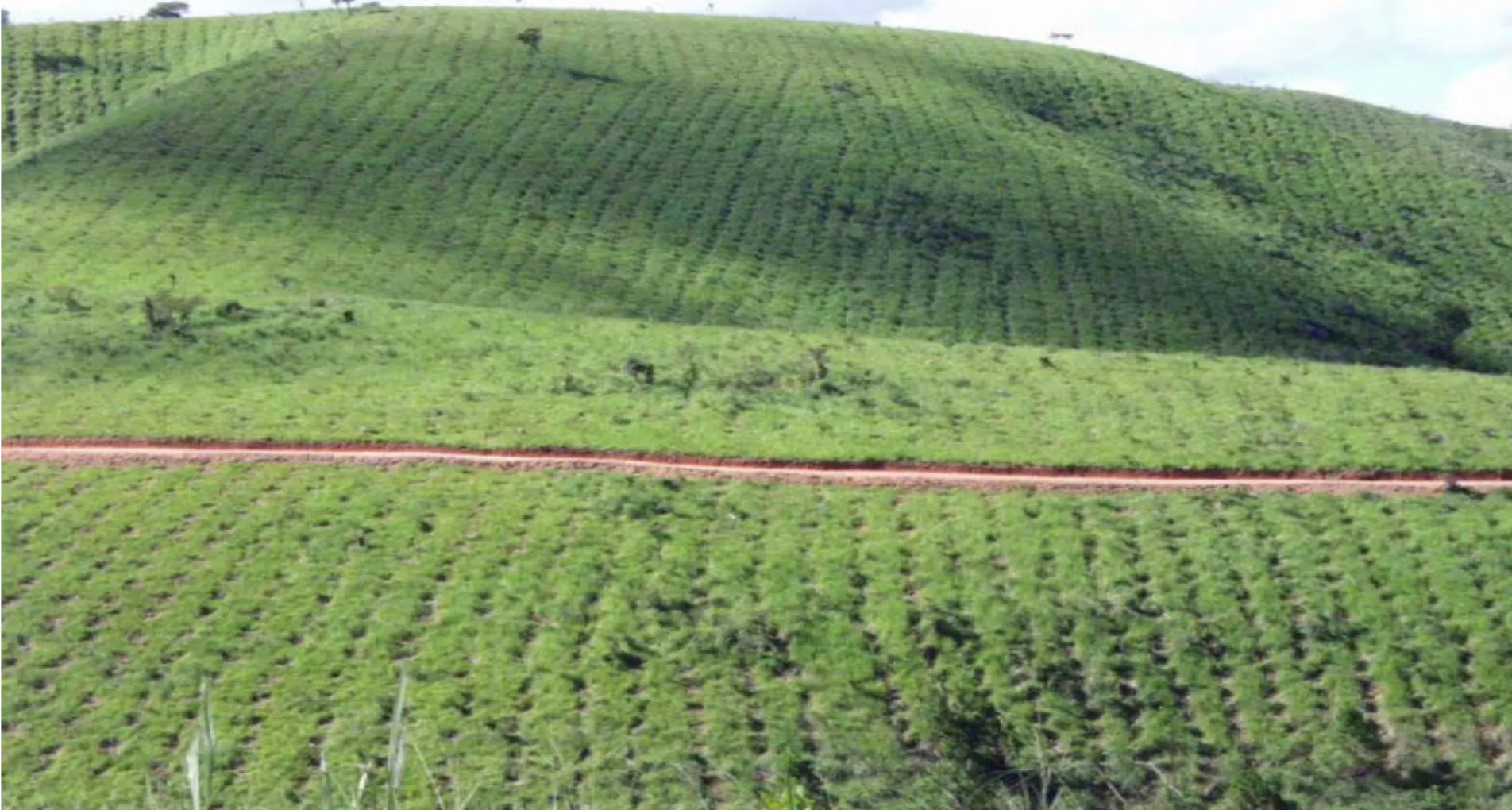 Reforestation of Degraded Grasslands in Uchindile & Mapandaarbon