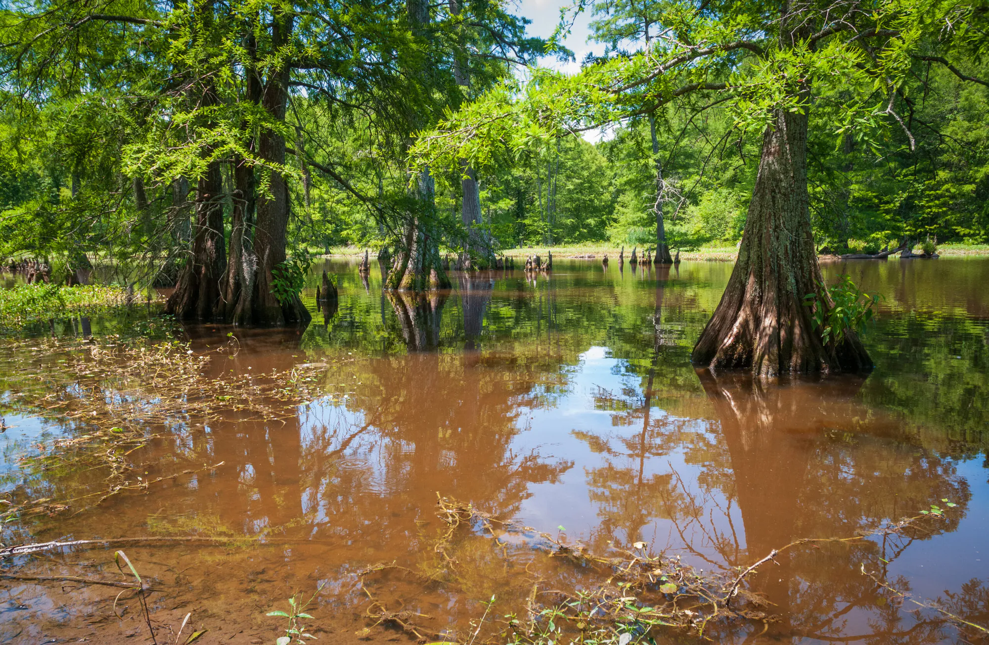 Sustaining Forest Carbon: Indigenous Led Forest Carbon Initiative