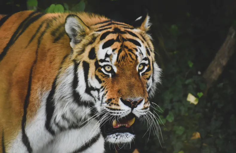 Eastern DRC: Protect Africa’s Biodiversity Hotspot