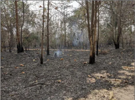 Reforestation of Degraded Forest Reserve Areas in Ghana, West Africa