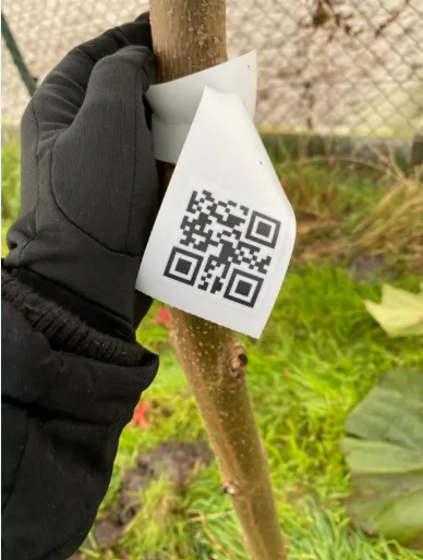 Growing a Greener Future: Paulownia Carbon Sequestration in The Netherlands