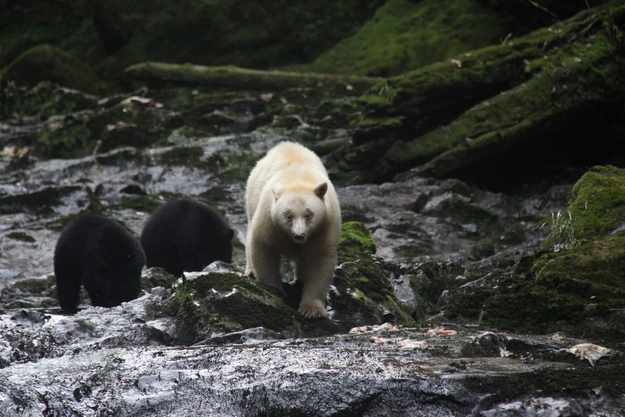 The Great Bear (South Central Coast) Forest Carbon Project