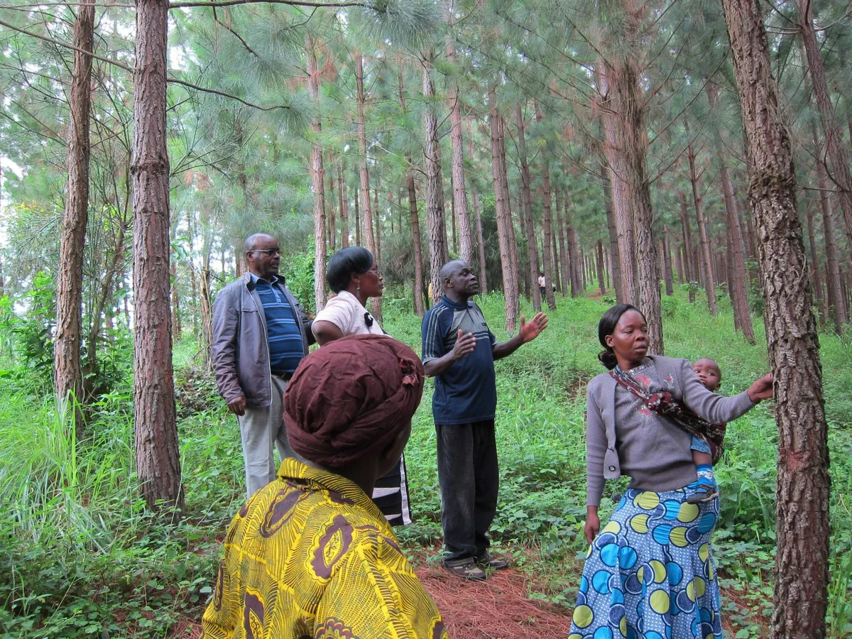 Time Tested Forestation in Uganda